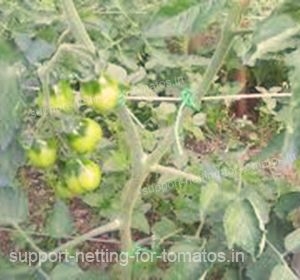 Do not let your tomatos being in contact with the ground, support them with plastic netting HORTOMALLAS