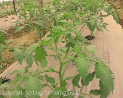 Ground Cover weed control on tomatos