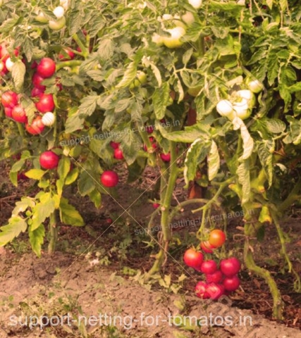 there are differents ways to support your crops with plastic netting for tomatos