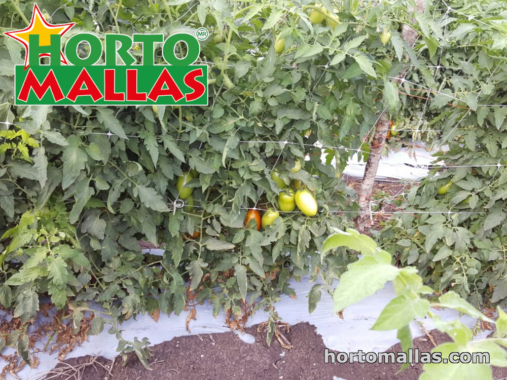 tomato plants tutoring by support net