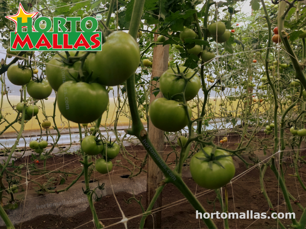 tomato plants using trellis net