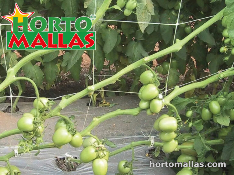 All You Need to Know about Support Netting for Tomatoes Support