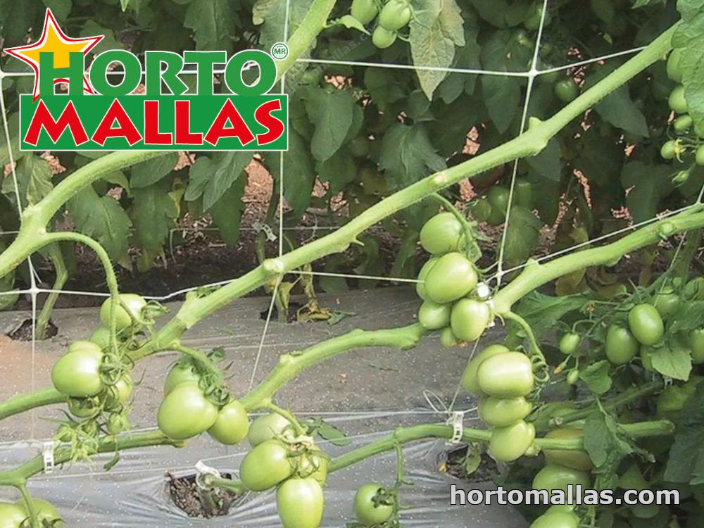 tomato crops with vertical support